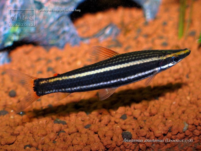 Anostomus anostomus