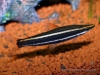 Anostomus anostomus