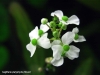 Sagittaria platyphylla (flower)