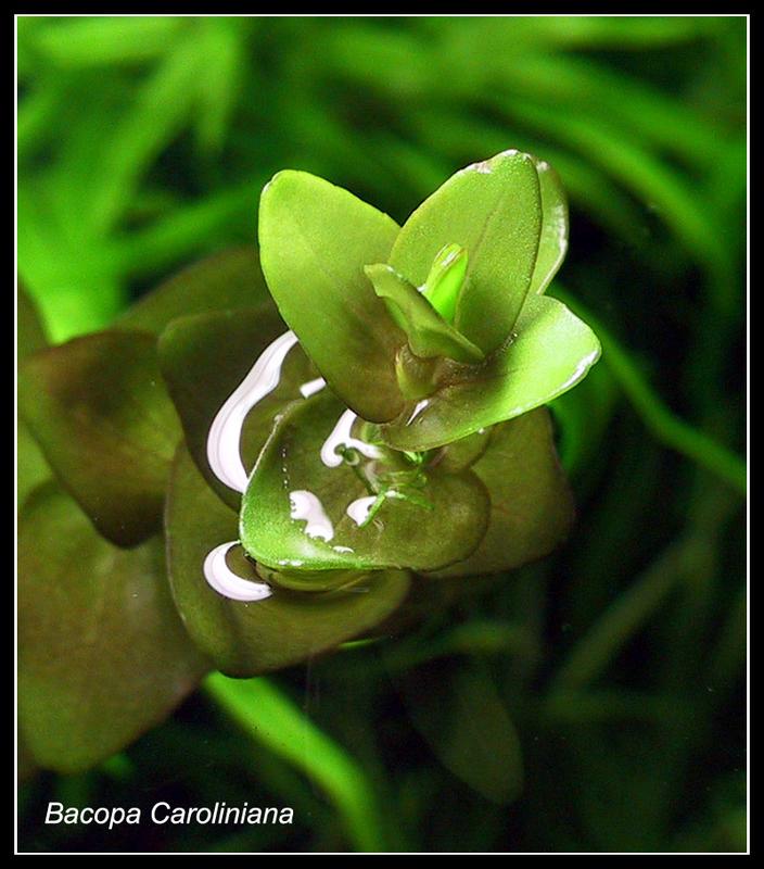 Bacopa Caroliniana