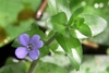 Bacopa caroliniana (emersed with flower)