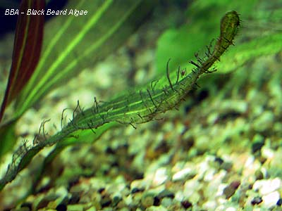 Black Beard Algae (BBA)