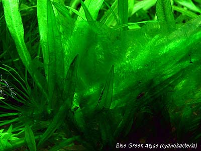 Blue Green algae