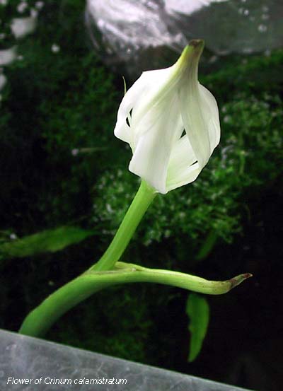 Flower of Crinum calamistratum