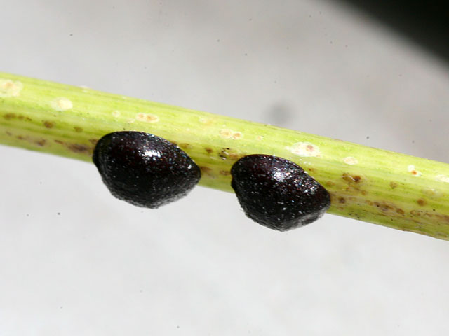 Unknown Growth On Echinodorus