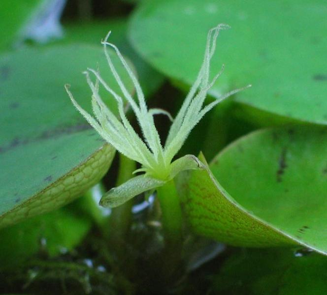 Limnobium laevigatum (flower)