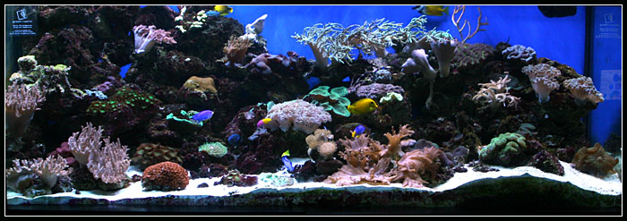 Green Chapter marine tank at Science Centre