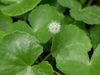 Hydrocotyle leucocephala (emersed)