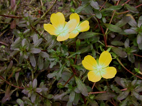 Ludwigia inclinata (emersed)