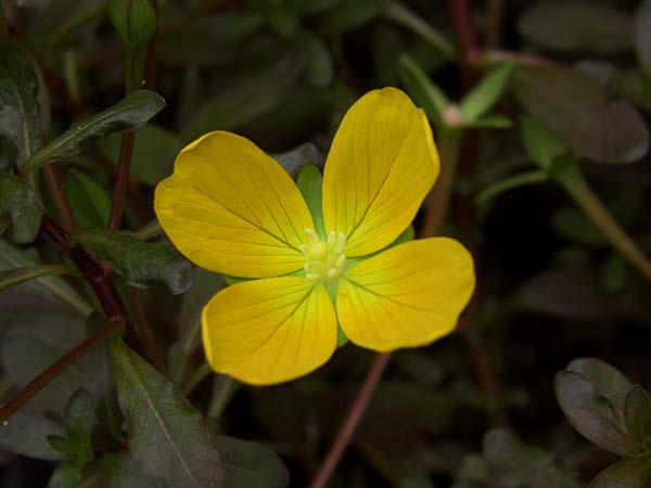 Ludwigia inclinata (emersed with flower)