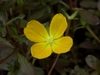 Ludwigia inclinata (emersed with flower)