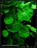 Hydrocotyle leucocephala