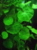 Hydrocotyle leucocephala