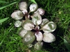 Lobelia cardinalis (emersed)