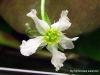 Nymphoides ezannoi (flower)