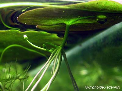 Nymphoides ezannoi (plantlet)