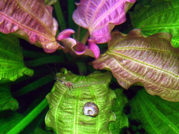 Echinodorus "Oriental"