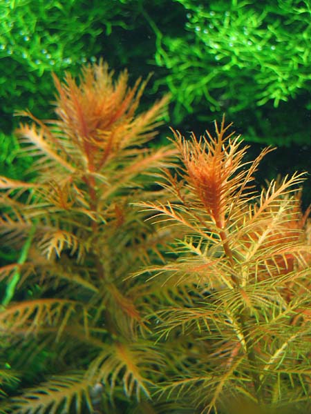 Proserpinaca Palustris "Cuba"