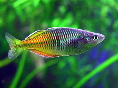 Melanotaenia boesemani