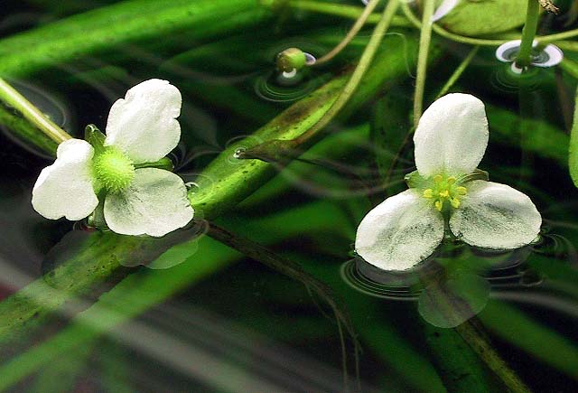 Sagittaria subulata (flowers)