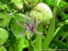 Heteranthera zosterifolia (flower)