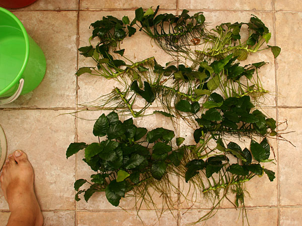 wts plants cryptcoryne anubias