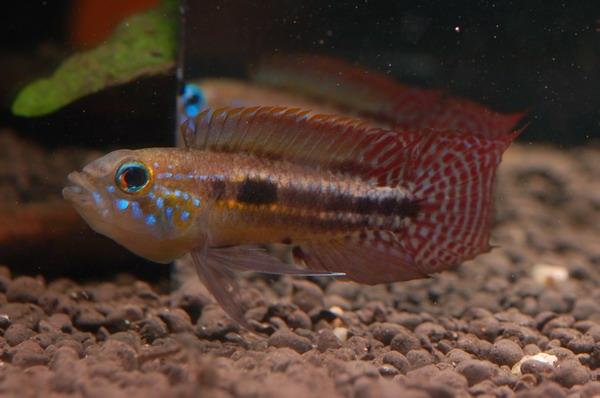 Apistogramma paucisquamis 'Demini'