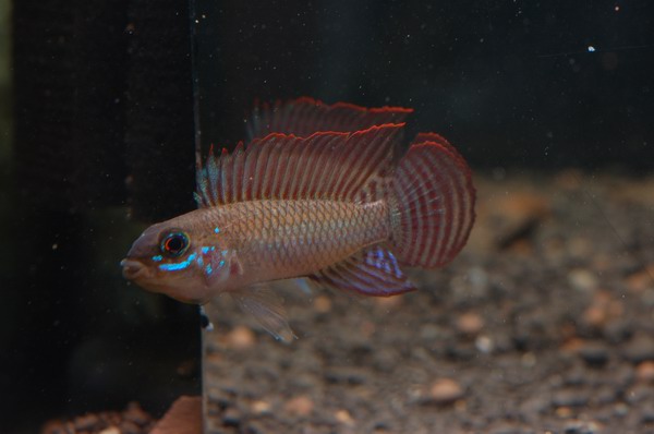 Apistogramma pertensis