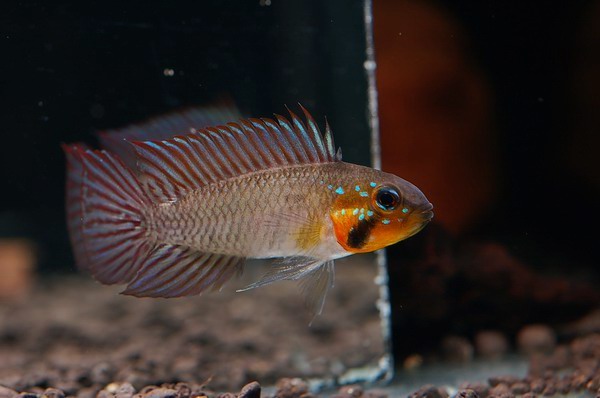 Apistogramma gibbiceps