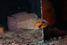 Apistogramma gibbiceps