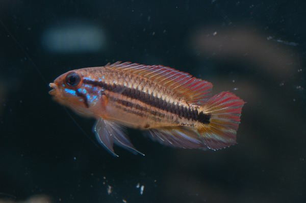 Apistogramma mendezi "Santa Isabel"