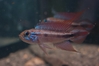 Apistogramma agassizii "Ipixuna - Rondonia"