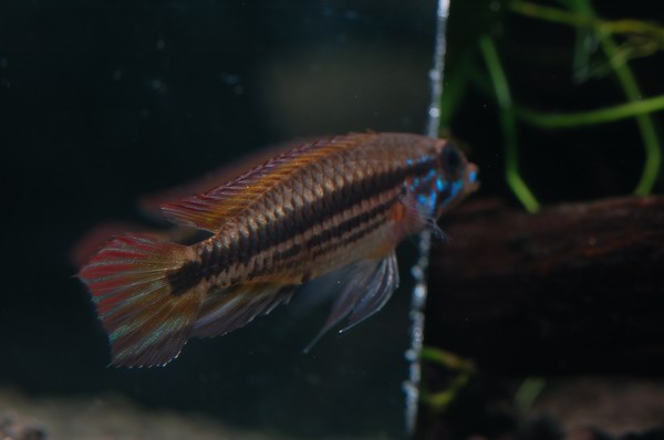 Apistogramma mendezi "Santa Isabel"