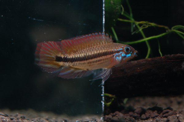 Apistogramma mendezi "Santa Isabel"