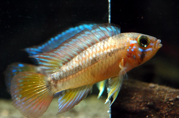 Apistogramma sp. "Algodon I"