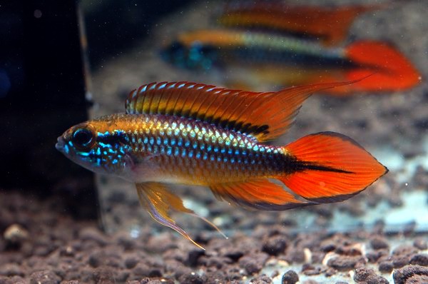 Apistogramma agassizii "Super red" A class