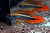 Apistogramma agassizii "Super red" A class