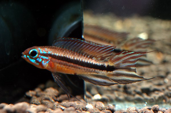 Apistogramma mendezi "Barcelos"