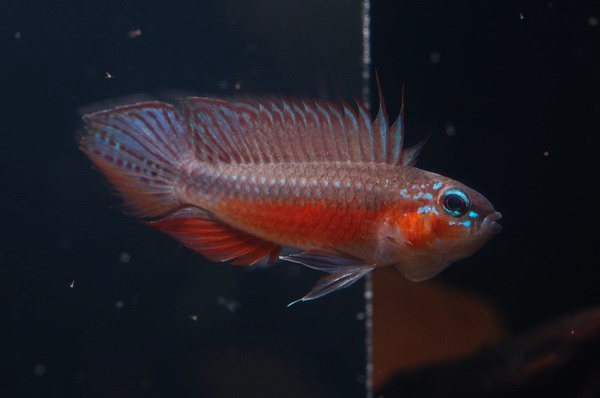 Apistogramma elizabethae 'super red'