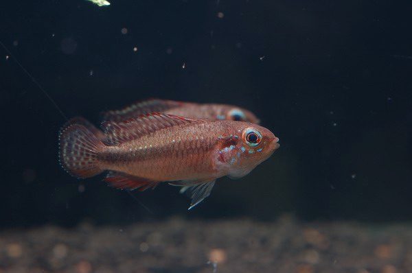 Apistogramma elizabethae 'super red'