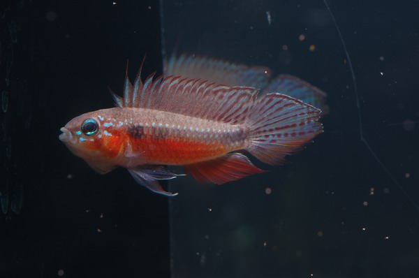 Apistogramma elizabethae 'super red'