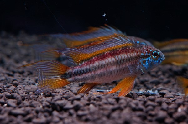 Apistogramma bitaeniata 'super red' from Peru