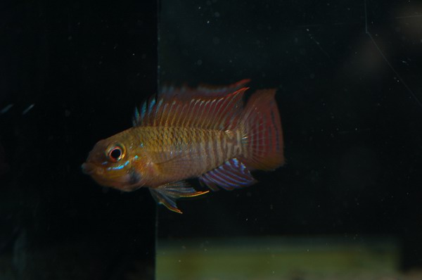 Apistogramma steindachneri