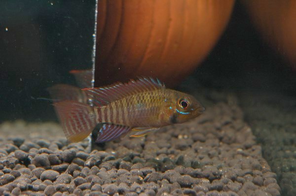 Apistogramma steindachneri