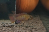 Apistogramma steindachneri