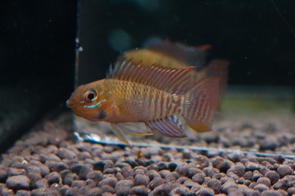 Apistogramma steindachneri