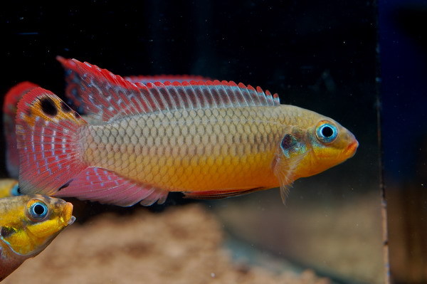 Pelvicachromis taeniatus 'Moliwe'