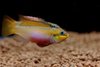 Pelvicachromis taeniatus 'Moliwe'