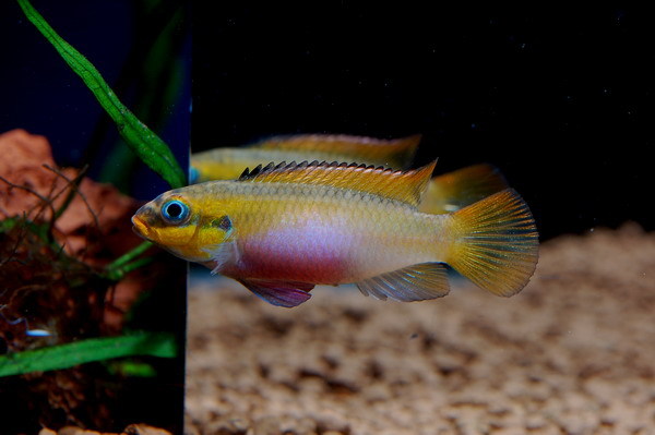 Pelvicachromis taeniatus 'Moliwe'