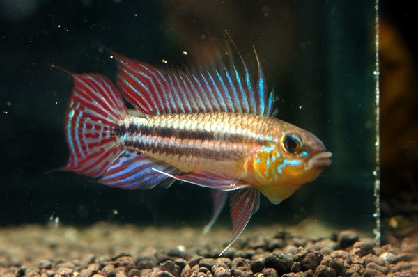 Apistogramma bitaeniata "Tefe Bauana"